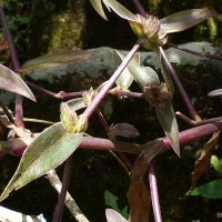 Cyanotis villosa (Spreng.) Schult. & Schult.f.